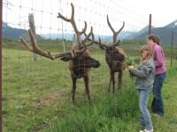 Feeding hungry elk